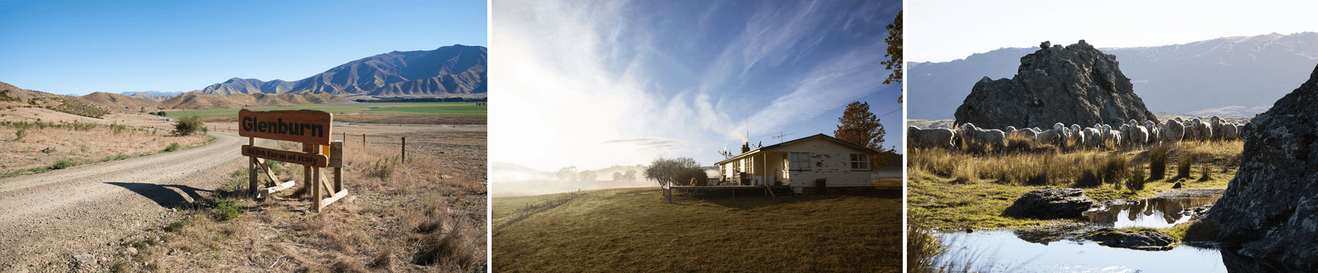 Reda Glenburn Merino Farm Reda Glenburn Merino Farm