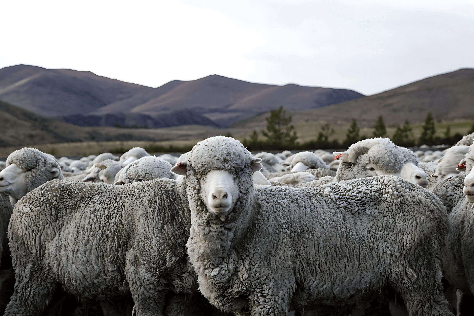 pecore Merino neozelandesi pecore Merino neozelandesi